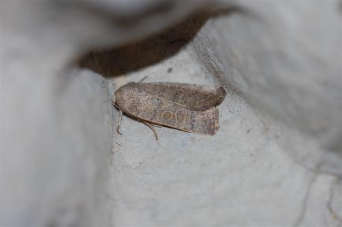 Hoplodrina sp.